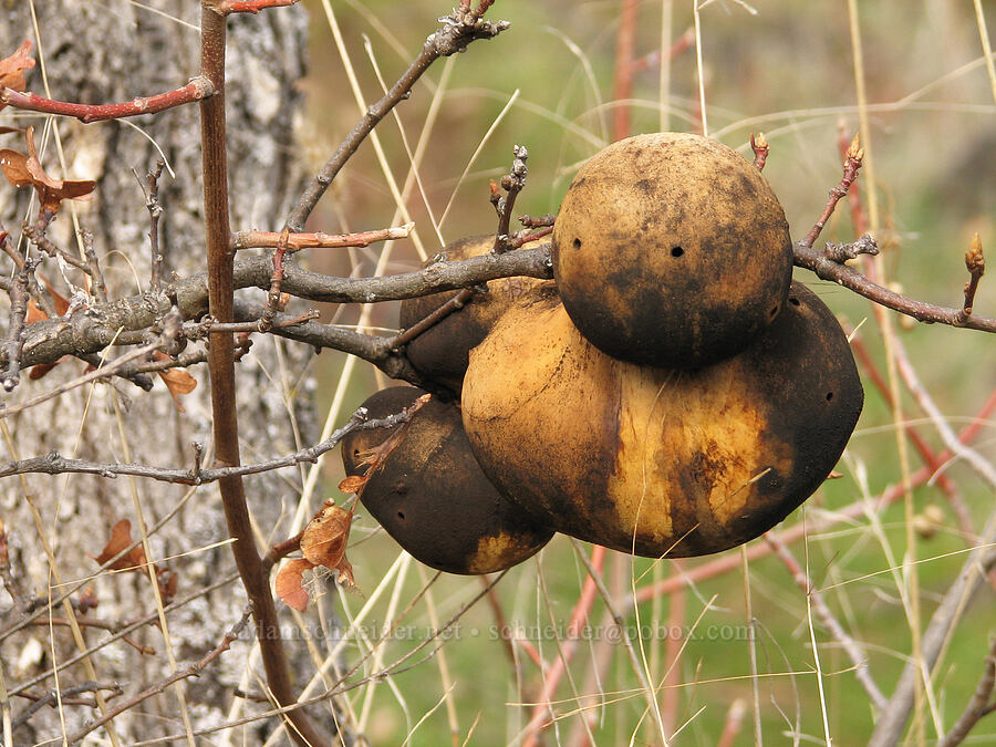 enormous wasp galls on an oak branch (Andricus quercuscalifornicus (Andricus californicus), Quercus garryana) [The Labyrinth, Gifford Pinchot National Forest, Klickitat County, Washington]