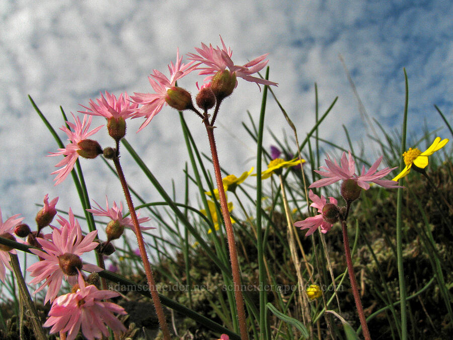 prairie stars & gold stars (Lithophragma glabrum, Crocidium multicaule) [The Labyrinth, Gifford Pinchot National Forest, Klickitat County, Washington]