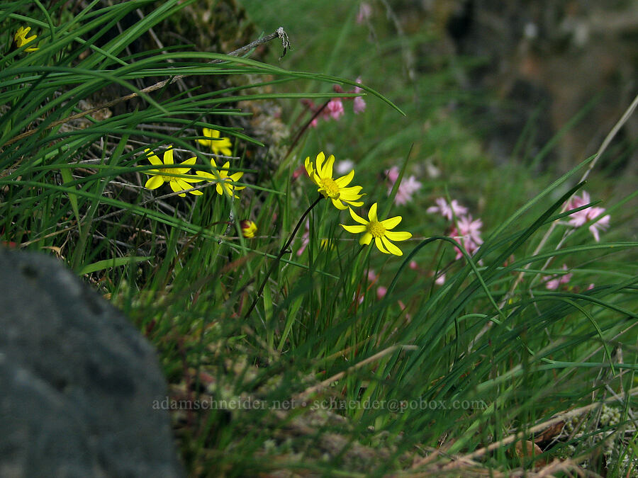 gold stars & prairie stars (Crocidium multicaule, Lithophragma glabrum) [The Labyrinth, Gifford Pinchot National Forest, Klickitat County, Washington]