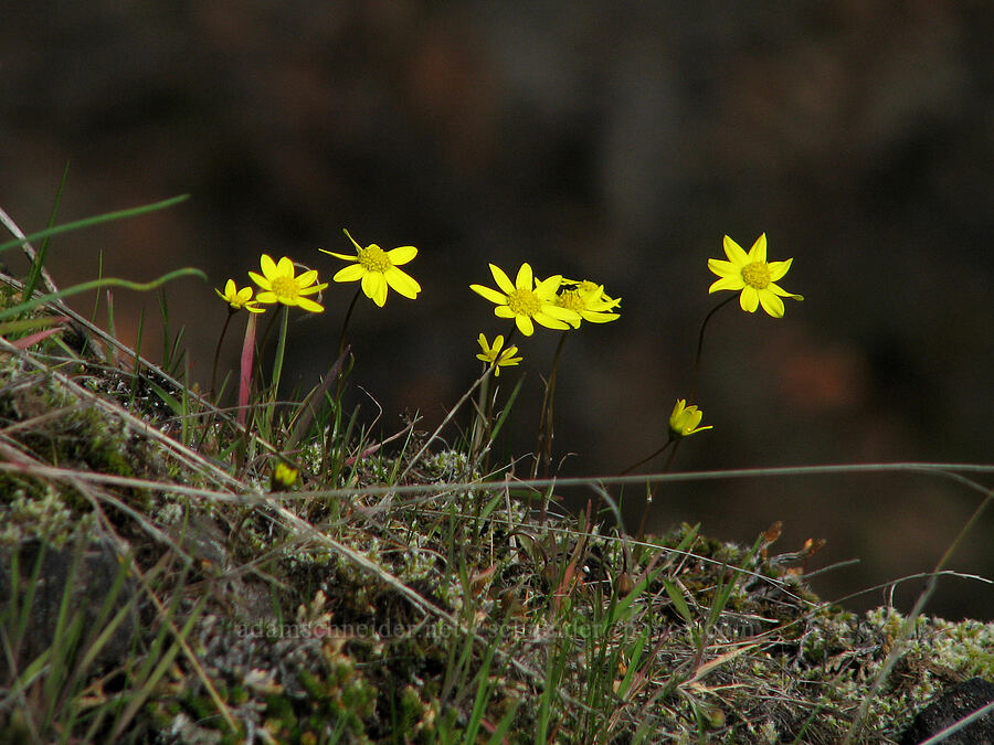gold stars (Crocidium multicaule) [The Labyrinth, Gifford Pinchot National Forest, Klickitat County, Washington]