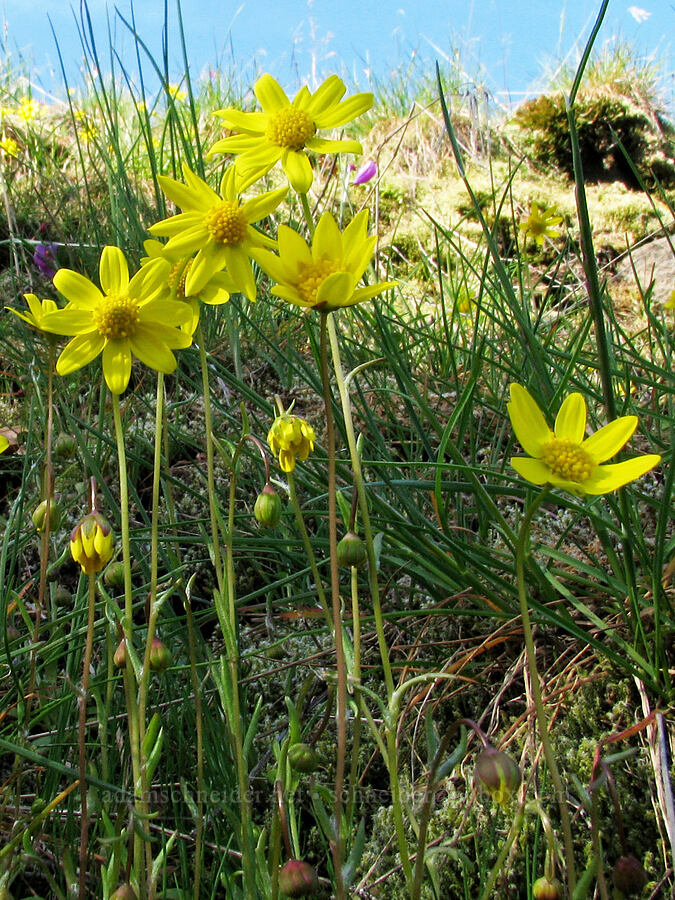 gold stars (Crocidium multicaule) [Catherine Creek, Gifford Pinchot National Forest, Klickitat County, Washington]