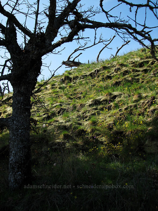 oak tree & gold stars (Quercus garryana, Crocidium multicaule) [Catherine Creek, Gifford Pinchot National Forest, Klickitat County, Washington]