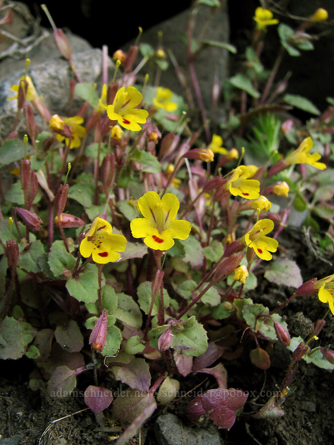 chickweed monkeyflower (Erythranthe alsinoides (Mimulus alsinoides)) [Catherine Creek, Gifford Pinchot National Forest, Klickitat County, Washington]
