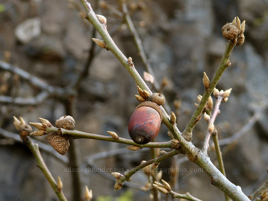 Oregon white oak with acorn and leaf buds (Quercus garryana) [Catherine Creek, Gifford Pinchot National Forest, Klickitat County, Washington]