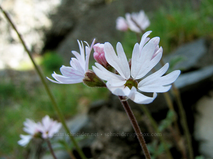prairie stars (Lithophragma parviflorum) [Catherine Creek, Gifford Pinchot National Forest, Klickitat County, Washington]