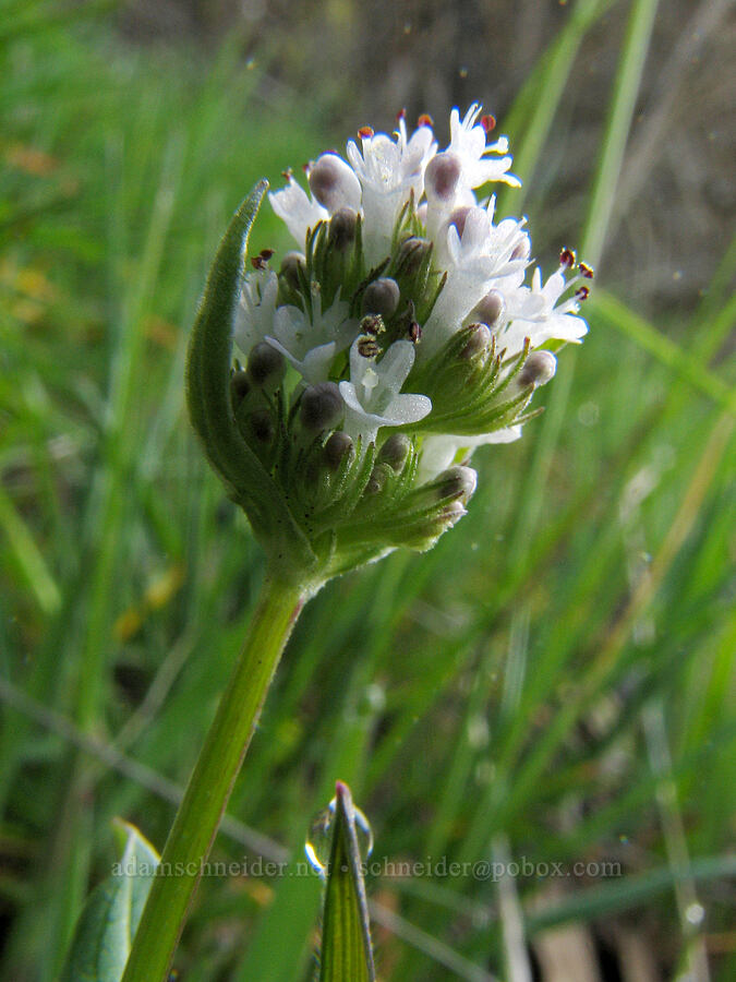 white plectritis (Plectritis macrocera) [Catherine Creek, Gifford Pinchot National Forest, Klickitat County, Washington]