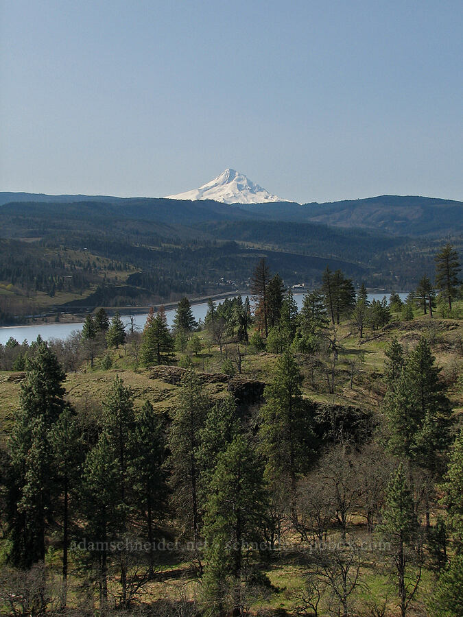 Mount Hood [Catherine Creek, Gifford Pinchot National Forest, Klickitat County, Washington]