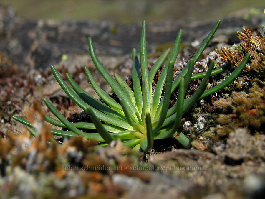 bitterroot leaves (Lewisia rediviva) [Catherine Creek, Gifford Pinchot National Forest, Klickitat County, Washington]
