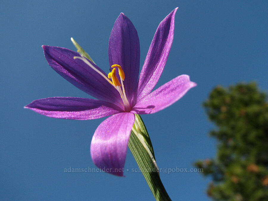 grass widow (Olsynium douglasii) [Tracy Hill, Gifford Pinchot National Forest, Klickitat County, Washington]