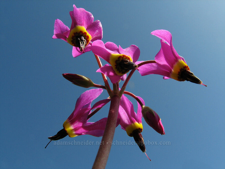 poet's shooting star (Dodecatheon poeticum (Primula poetica)) [Tracy Hill, Gifford Pinchot National Forest, Klickitat County, Washington]