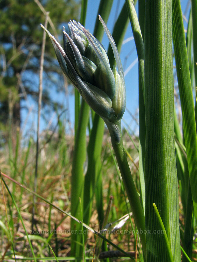 camas, budding (Camassia quamash) [Tracy Hill, Gifford Pinchot National Forest, Klickitat County, Washington]