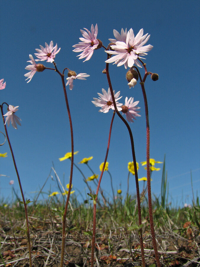 prairie stars (Lithophragma glabrum) [Tracy Hill, Gifford Pinchot National Forest, Klickitat County, Washington]