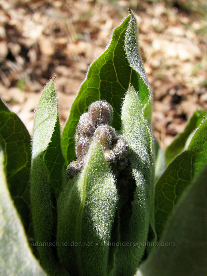 great hound's tongue, budding (Adelinia grandis (Cynoglossum grande)) [Tracy Hill, Gifford Pinchot National Forest, Klickitat County, Washington]