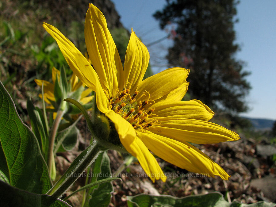 balsamroot (Balsamorhiza sp.) [Tracy Hill, Gifford Pinchot National Forest, Klickitat County, Washington]