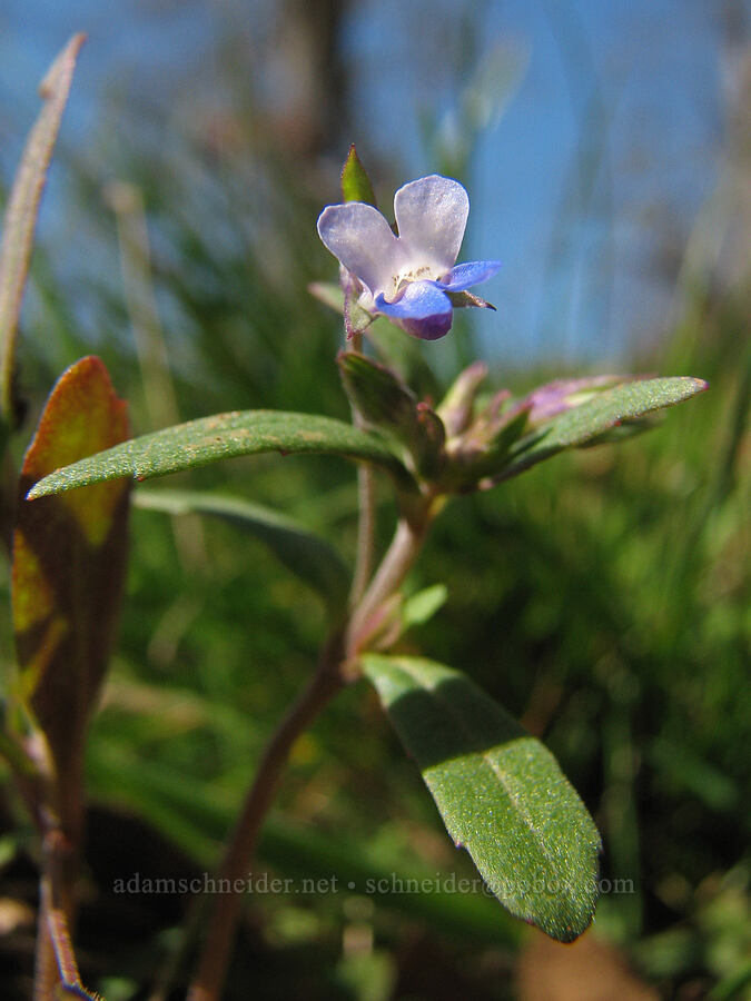 small-flowered blue-eyed Mary (Collinsia parviflora) [Tracy Hill, Gifford Pinchot National Forest, Klickitat County, Washington]