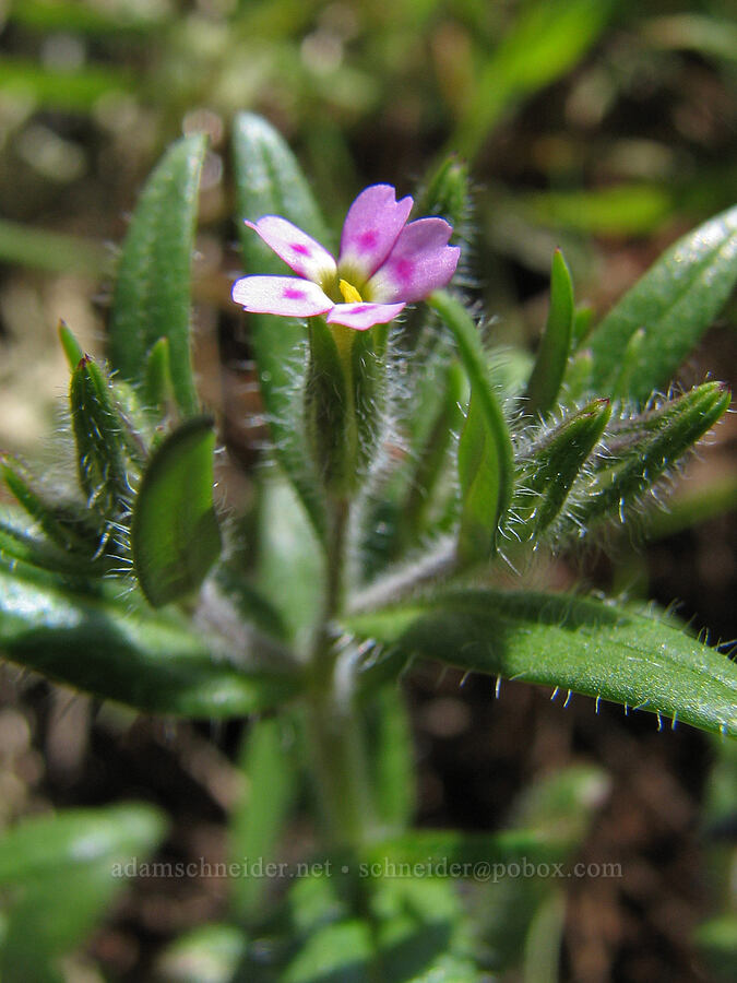 slender phlox (Microsteris gracilis (Phlox gracilis)) [Tracy Hill, Gifford Pinchot National Forest, Klickitat County, Washington]