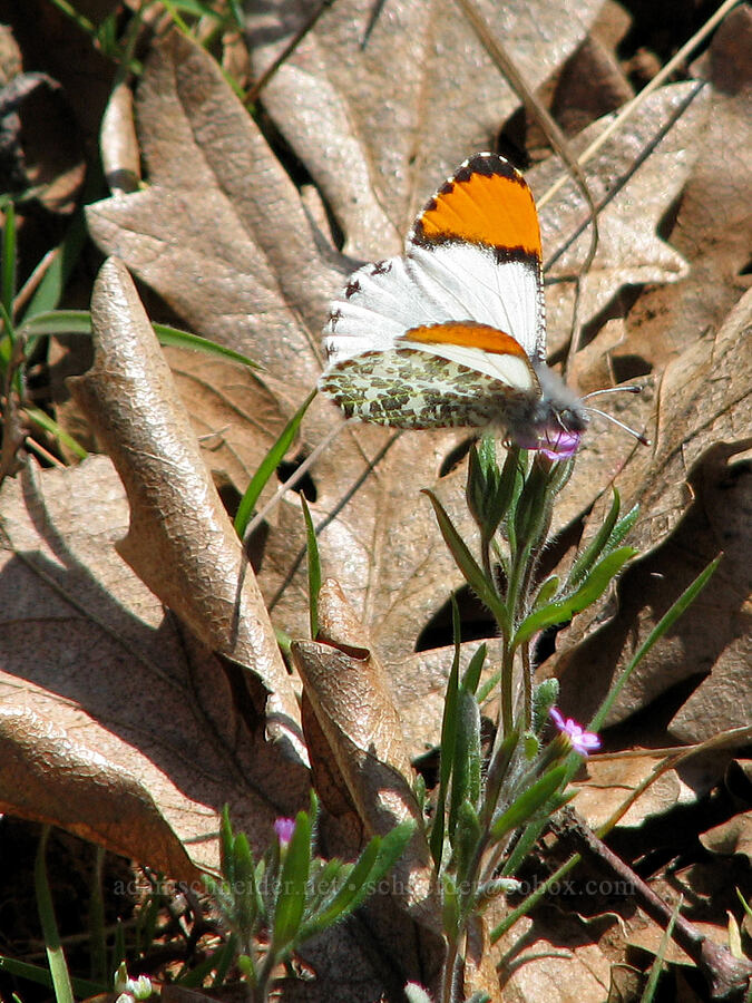 orange-tip butterfly on slender phlox (Anthocharis julia (Anthocharis sara), Microsteris gracilis (Phlox gracilis)) [Tracy Hill, Gifford Pinchot National Forest, Klickitat County, Washington]
