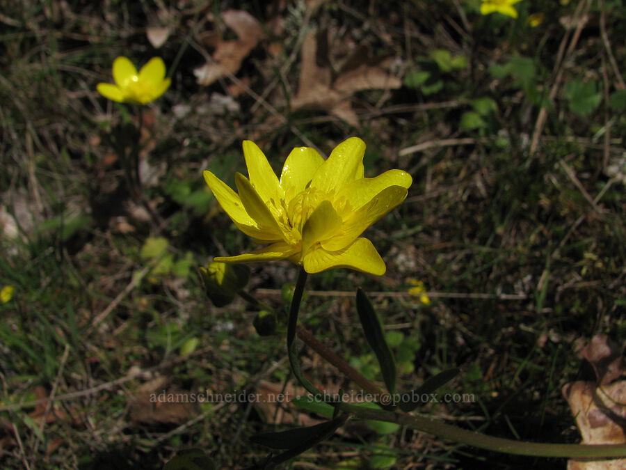 western buttercup (Ranunculus occidentalis) [Catherine Creek, Gifford Pinchot National Forest, Klickitat County, Washington]