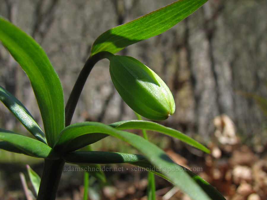 chocolate lily buds (Fritillaria affinis) [Catherine Creek, Gifford Pinchot National Forest, Klickitat County, Washington]