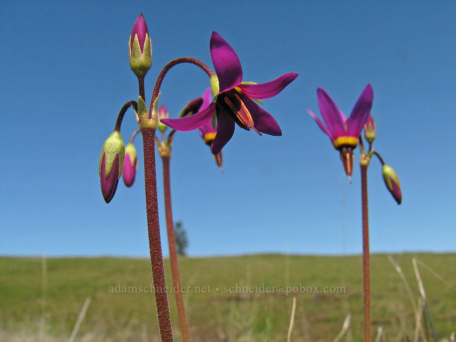 poet's shooting star (Dodecatheon poeticum (Primula poetica)) [west of Catherine Creek, Gifford Pinchot National Forest, Klickitat County, Washington]