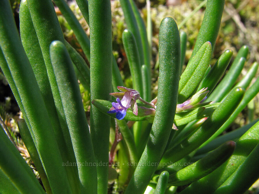 small-flowered blue-eyed Mary & bitterroot leaves (Collinsia parviflora, Lewisia rediviva) [west of Catherine Creek, Gifford Pinchot National Forest, Klickitat County, Washington]