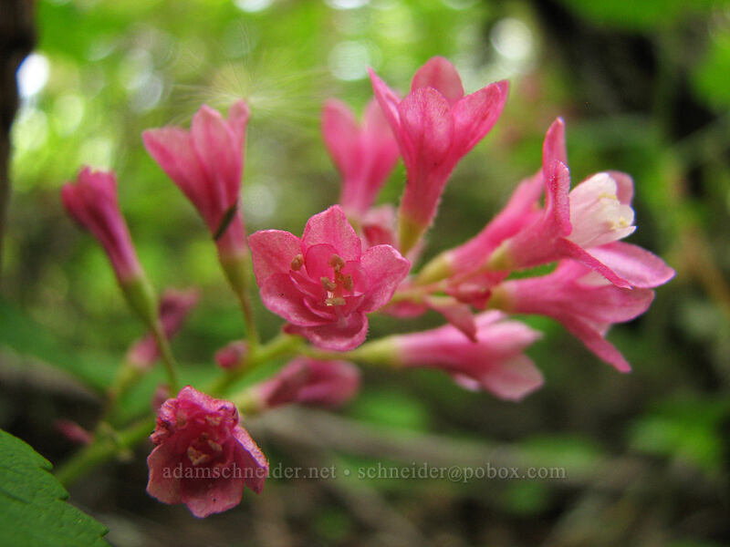 red-flowering currant (Ribes sanguineum) [Hood River Mountain, Hood River Valley, Hood River County, Oregon]