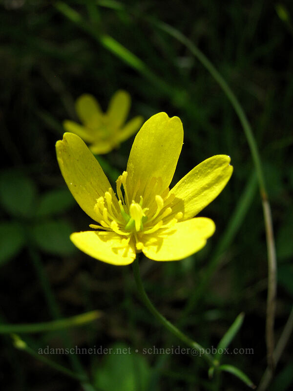 western buttercup (Ranunculus occidentalis) [Hood River Mountain, Hood River Valley, Hood River County, Oregon]