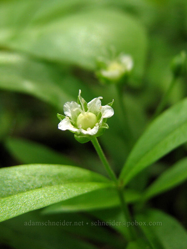 big-leaf sandwort (Moehringia macrophylla (Arenaria macrophylla)) [Hood River Mountain, Hood River Valley, Hood River County, Oregon]