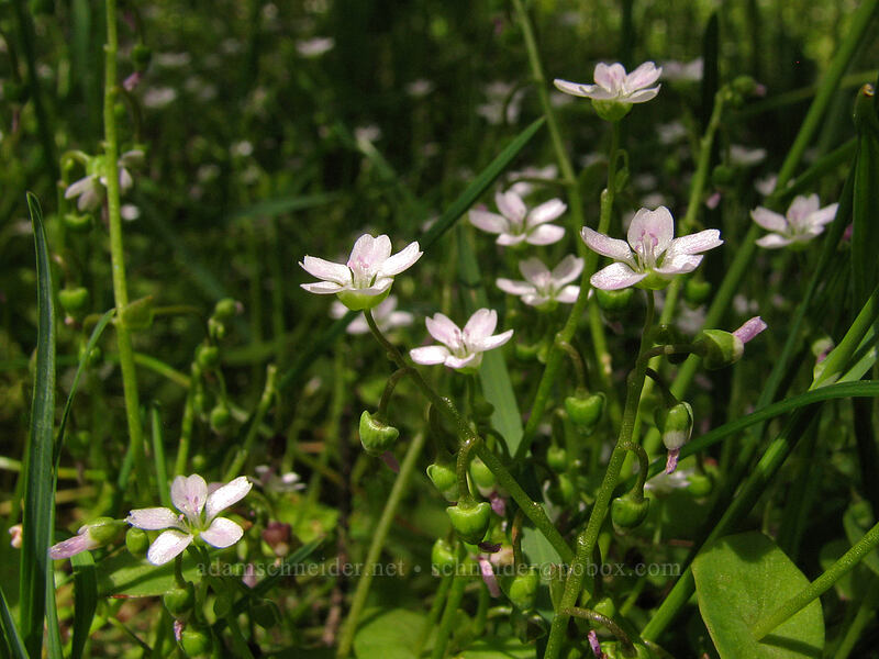 miner's lettuce (Claytonia perfoliata (Montia perfoliata)) [Hood River Mountain, Hood River Valley, Hood River County, Oregon]