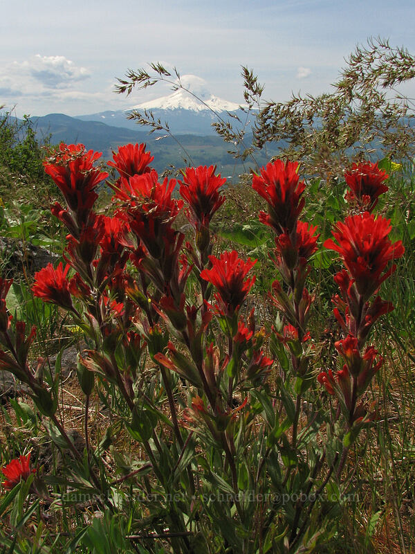 harsh paintbrush (Castilleja hispida) [Hood River Mountain, Hood River Valley, Hood River County, Oregon]