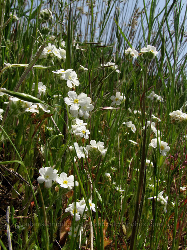 common cryptantha (Cryptantha intermedia) [Hood River Mountain, Hood River Valley, Hood River County, Oregon]
