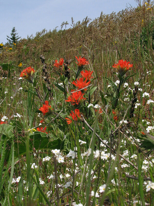 paintbrush & cryptantha (Castilleja hispida, Cryptantha sp.) [Hood River Mountain, Hood River Valley, Hood River County, Oregon]