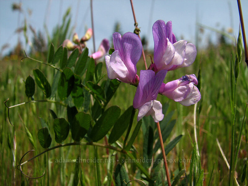 American vetch (Vicia americana) [Hood River Mountain, Hood River Valley, Hood River County, Oregon]