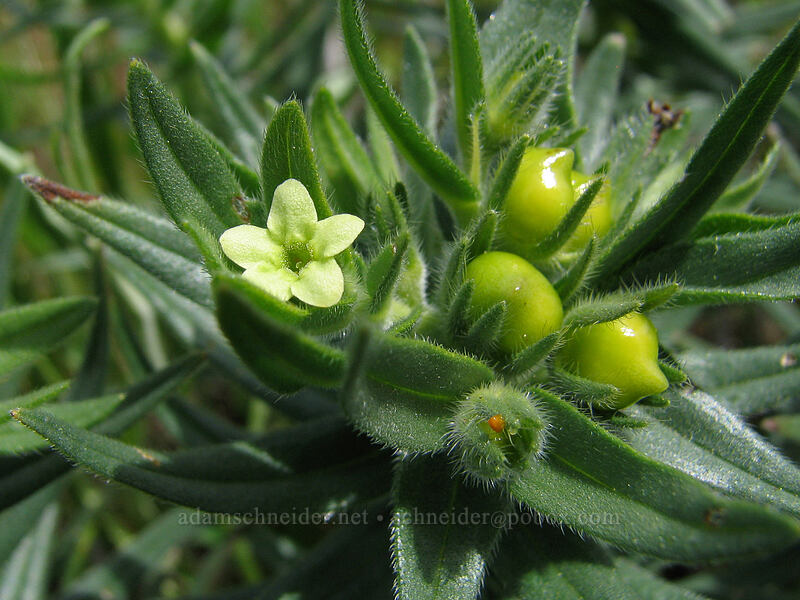 Columbia puccoon (Lithospermum ruderale) [Hood River Mountain, Hood River Valley, Hood River County, Oregon]
