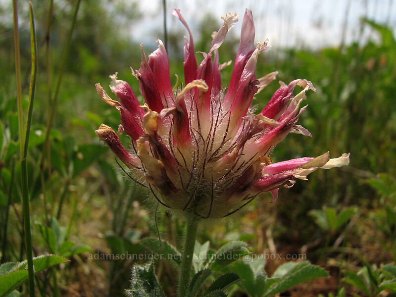 big-head clover (Trifolium macrocephalum) [Hood River Mountain, Hood River Valley, Hood River County, Oregon]