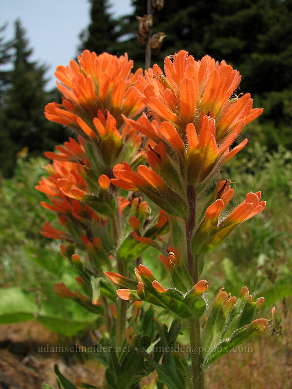harsh paintbrush (Castilleja hispida) [Hood River Mountain, Hood River Valley, Hood River County, Oregon]