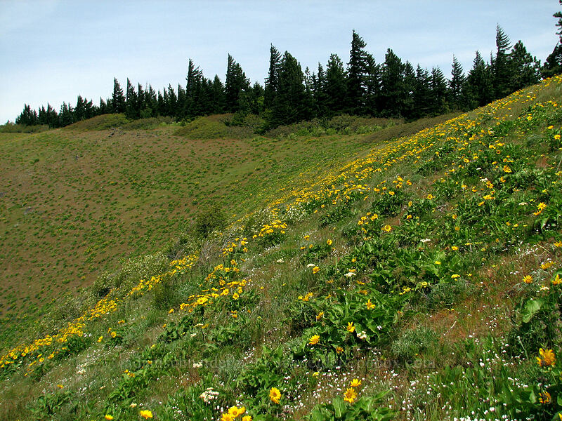 wildflower meadows [Hood River Mountain, Hood River Valley, Hood River County, Oregon]