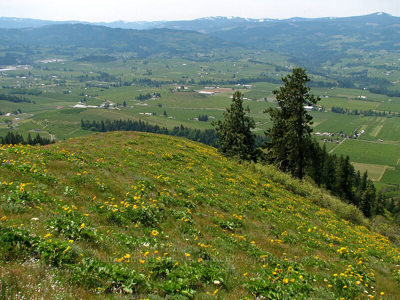 wildflower meadows [Hood River Mountain, Hood River Valley, Hood River County, Oregon]