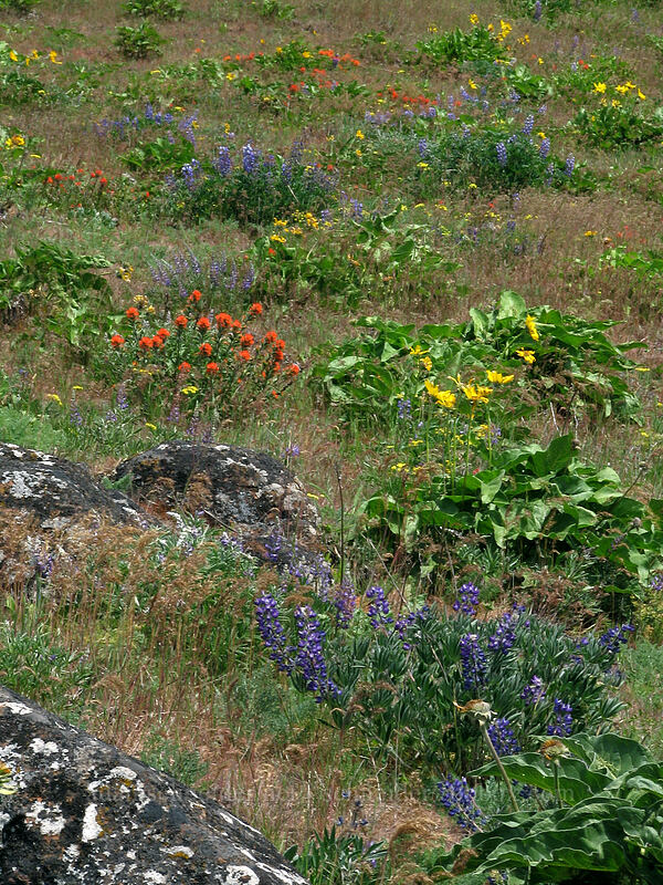 wildflower meadows [Hood River Mountain, Hood River Valley, Hood River County, Oregon]