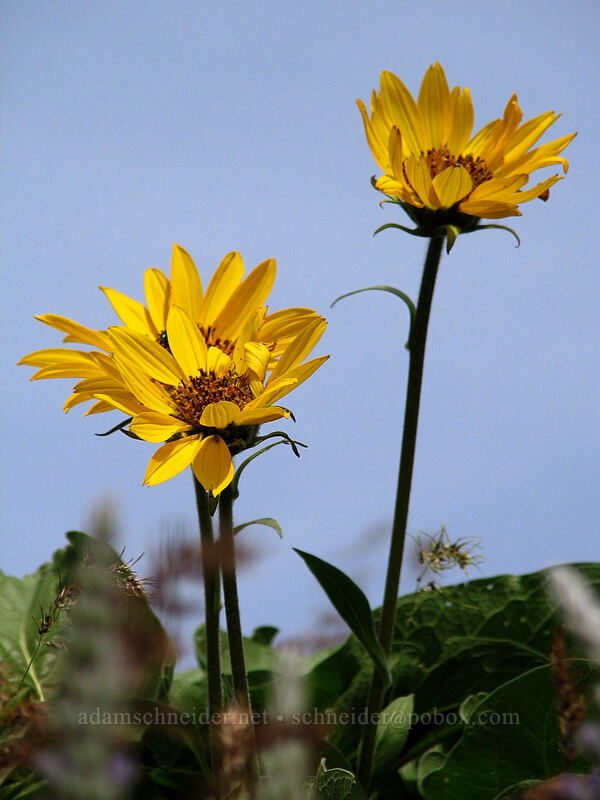 balsamroot (Balsamorhiza sp.) [Hood River Mountain, Hood River Valley, Hood River County, Oregon]