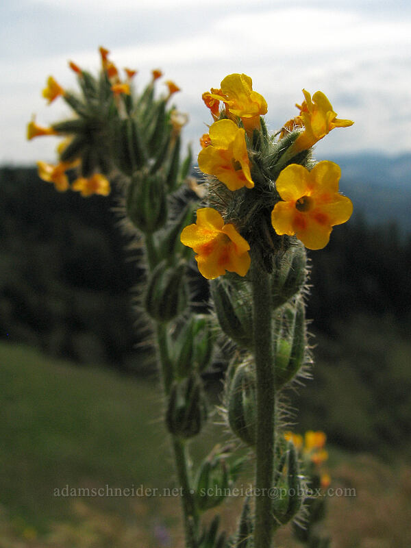fiddleneck (Amsinckia menziesii) [Hood River Mountain, Hood River Valley, Hood River County, Oregon]