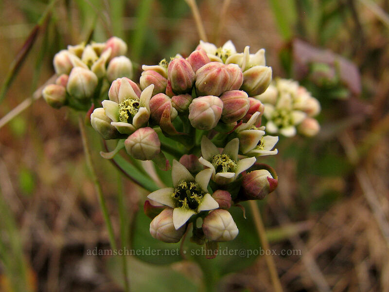 bastard toad-flax (Comandra umbellata) [Hood River Mountain, Hood River Valley, Hood River County, Oregon]