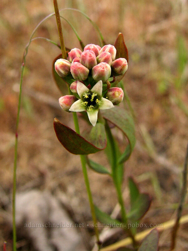 bastard toad-flax (Comandra umbellata) [Hood River Mountain, Hood River Valley, Hood River County, Oregon]