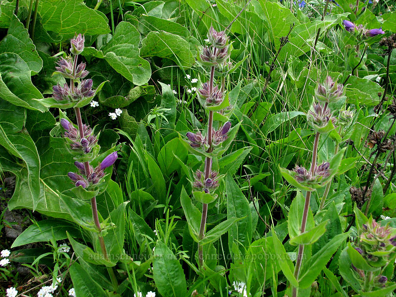 sticky-stem penstemon (Penstemon glandulosus var. chelanensis) [Hood River Mountain, Hood River Valley, Hood River County, Oregon]