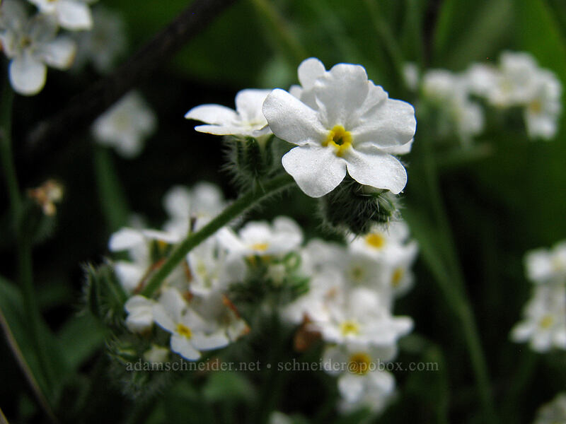 common cryptantha (Cryptantha intermedia) [Hood River Mountain, Hood River Valley, Hood River County, Oregon]