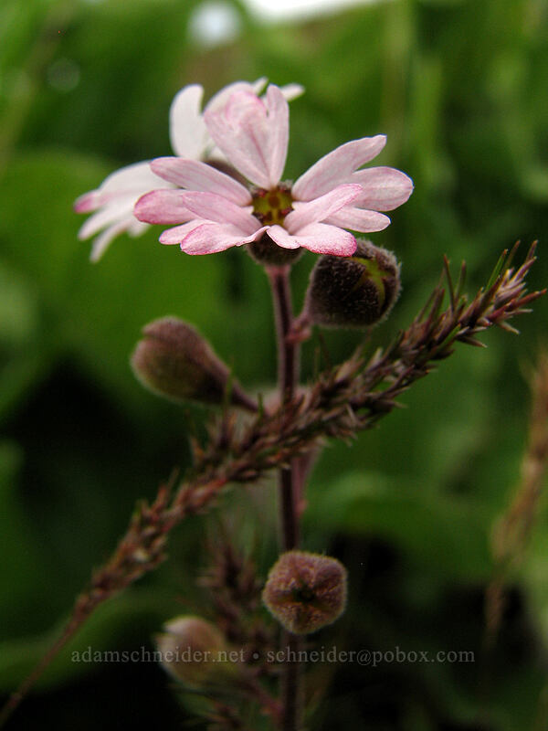 prairie stars (Lithophragma parviflorum) [Hood River Mountain, Hood River Valley, Hood River County, Oregon]