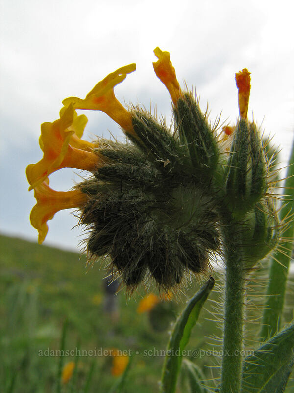 fiddleneck (Amsinckia menziesii) [Hood River Mountain, Hood River Valley, Hood River County, Oregon]