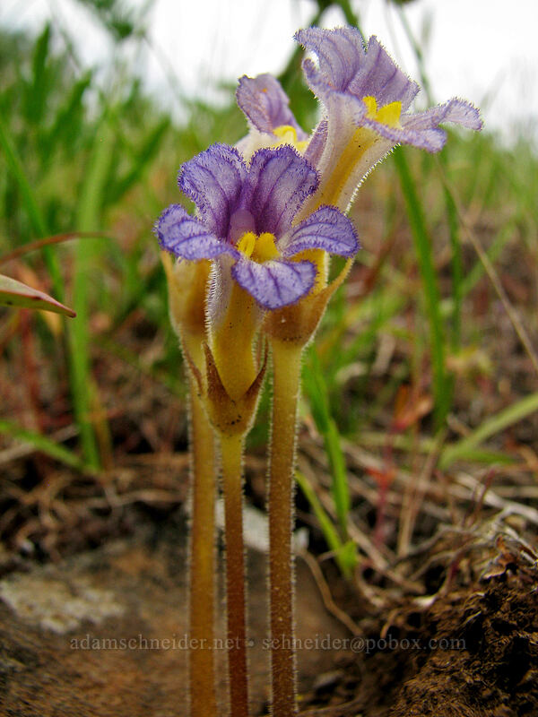 naked broomrape (Aphyllon purpureum (Orobanche uniflora)) [Hood River Mountain, Hood River Valley, Hood River County, Oregon]