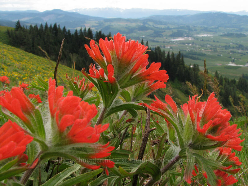 harsh paintbrush (Castilleja hispida) [Hood River Mountain, Hood River Valley, Hood River County, Oregon]