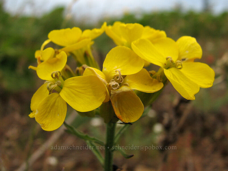 wallflower (Erysimum capitatum) [Hood River Mountain, Hood River Valley, Hood River County, Oregon]
